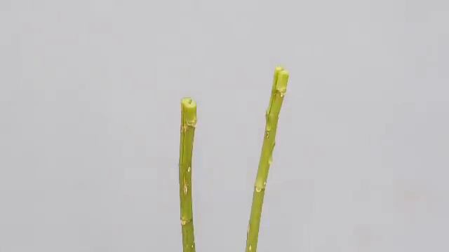 EFEK COVID 19 STAY AT HOME ‼️ BUAT BONSAI PEPAYA DI RUMAH . смотреть онлайн