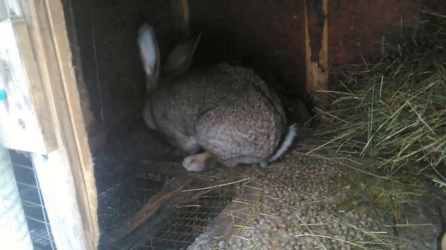 Кролики бельгийские великаны - фландр. Самка фландр гостит у самца. С Наступающим Новым 2022 годом. смотреть онлайн