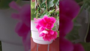🌺Пеларгония щитовидная (вьющаяся) порадовала цветом
