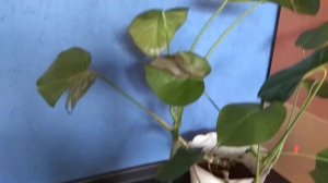 Спасаю монстеру