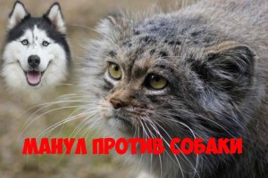 Интересная история, как манул вступил в схватку с собакой.