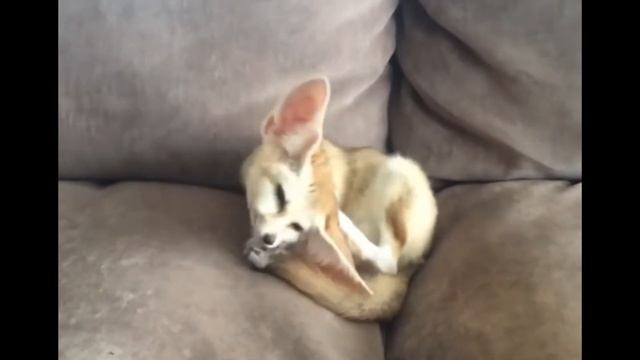 Что вытворяет вороватая домашняя лиса фенек смотреть онлайн