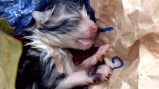 Женщина нашла на улице умирающего котёнка и принесла домой, вот каким стал этот питомец смотреть онлайн