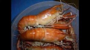 Разведение гигантской пресноводной креветки  Бизнес идея