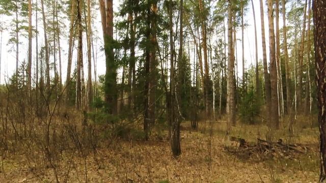 Вот и снова расцвели лесные цветы. смотреть онлайн