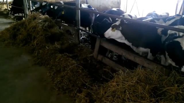 Особенности содержания племенных быков-производителей