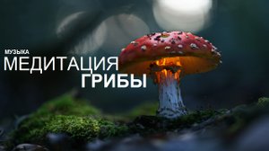 Грибная медитация - Успокаивающая музыка для получения опыта