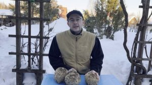 Как сохранить сельдерей, лук порей свежими зимой