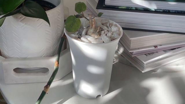 362: Sharing My Cute Ficus Petiolaris While I'm Watering! | 🤍Caudex Plants! |+Chit-Chat смотреть онлайн