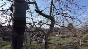 Осенняя Обрезка Яблони✅ Спасаем Старую ЯБЛОНЮ .
