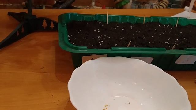 ПЕТУНИЯ ПОСЕВ СЕМЯН НА РАССАДУ. САМЫЙ ПРОСТОЙ И ЭФФЕКТИВНЫЙ СПОСОБ 100% смотреть онлайн