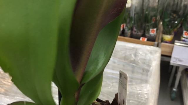 Свежий завоз орхидей от 498 руб в Леруа Мерлен 22 сентября 2020 г. Мукалла, Кимоно.... смотреть онлайн