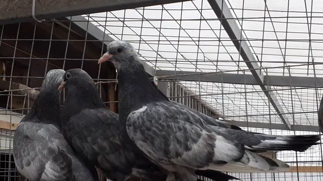 Свердловские высоколетные голуби в Москве. Sverdlovskie highfliers pigeons in Moscow +79255022509