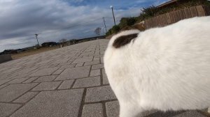 向こうから歩いてきた野良猫をモフモフするとゴロンゴロン転がり喜んだ