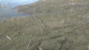 Осенняя щука и силиконовая лягушка