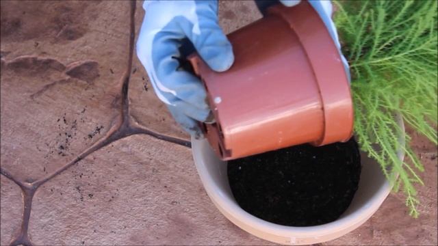 ?Cuidados del Ciprés GoldCrest (Cupressus Macrocarpa var. Goldcrest)? смотреть онлайн