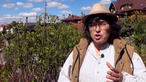 Сирень обыкновенная. Часть 4. Какая сирень лучше, привитая или корнесобственная?