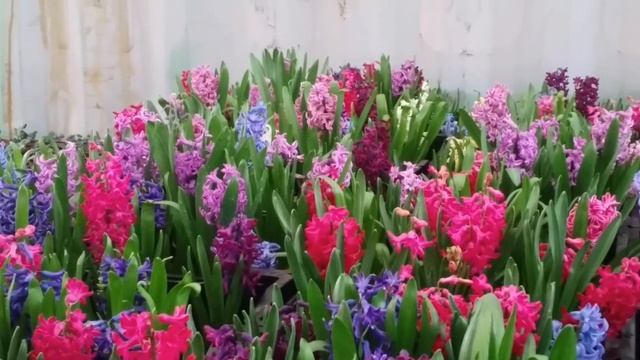 Цветы 《Гиацинты》 смотреть онлайн