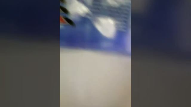 Сапсан или иглохвостый стриж кто быстрее. смотреть онлайн