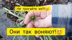 Чуть не задохнулась!😵_💫Они ещё цветут!🌼🌸Вонища!🥴Чёрный юмор!🤭