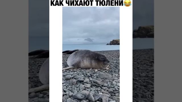 КАК ЧИХАЮТ ТЮЛЕНИ?