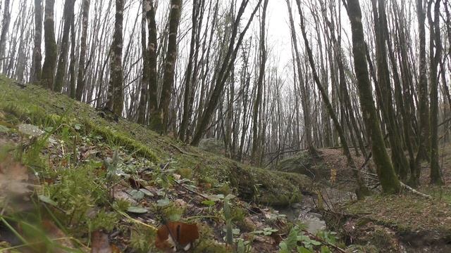 Тисовый лес. Yew forest смотреть онлайн