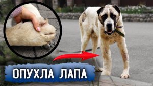 Нукера хотели повязать. Опухла сильно лапа, едем в клинику. Чудесная фотосессия Нукера.