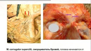 Краткий атлас "Анатомия лица" для косметологов