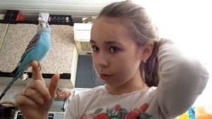 Как сделать .0, что бы попугай садился на плечо , на голову , на палец/Кира TWIN