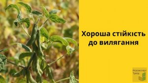 Соя Венус 🌿, опис сорту 🌿 - насіння в Україні