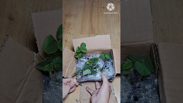 Клубника Альбион с WB
