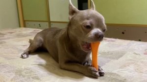 Как ведут себя чихуахуа в гостях. Natural behavior of chihuahua.