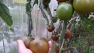 Обязательно посадите этот томат! Один из самых вкусных! Сахар коричневый