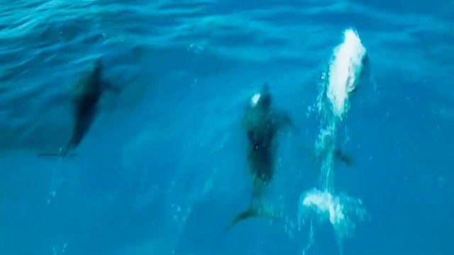 ВСЕМ! ВСЕМ! ВСЕМ! ОСВОБОЖДЕНИЕ ОТ НИЖНЕГО АСТРАЛА ⚡️@novoe probujdene chelovchestva смотреть онлайн