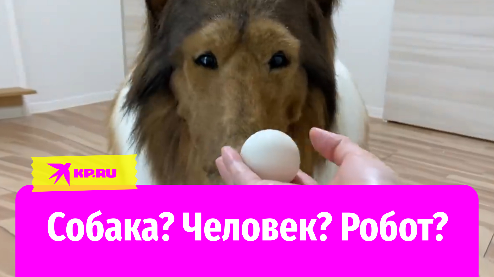 Раскрыт обман: популярная собака оказалась... не собакой!
