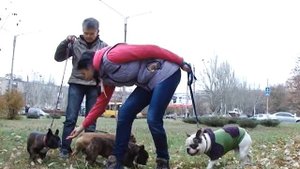 Питомник собак. Как его создать?