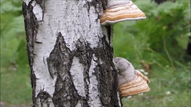 Лесопарк Гагарина в Тюмени