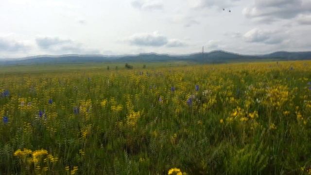 СОБИРАЕМ БОГОРОДСКУЮ ТРАВУ. WE GATHER THYMAN HERBS смотреть онлайн