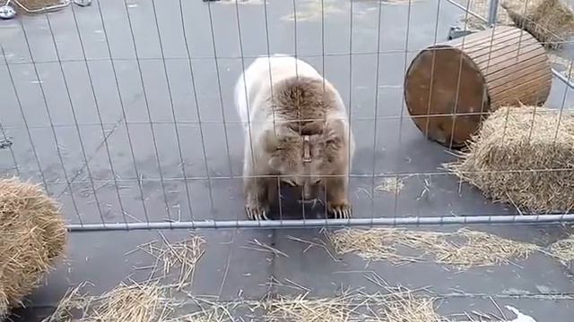 Медведь танцует