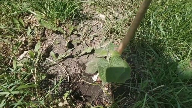 Павловния 4 сорта