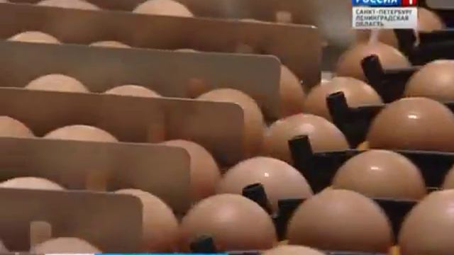 ТЕ ЖЕ ЯЙЦА! смотреть онлайн