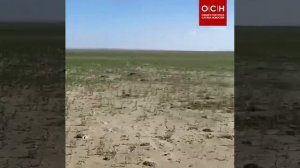 Каховское водохранилище начало зарастать