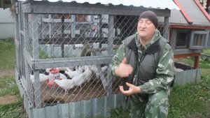 ПОЧЕМУ КУРЫ НЕ НЕСУТСЯ- ГЛАВНАЯ ПРИЧИНА