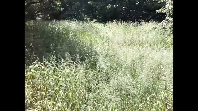 ТАЙНА ЦИ, СВЯТОСТИ, ИММУНИТЕТА, СИЛЫ И ПРИРОДНОГО ПИТАНИЯ С AVATAR-OM. =AvatarZenArt= 2021 смотреть онлайн