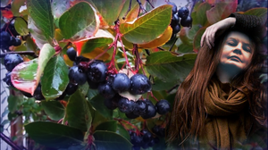 Рябина черная...!!!.mp4