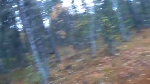 Как глухарь охотников обманул!!! смотреть онлайн