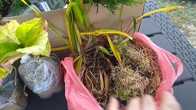 Обзор растений из питомника Любимый сад.