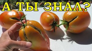 ПОЧЕМУ трескаются ПОМИДОРЫ?🍅🍅🍅