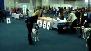 BUNDESSIEGER AUSSTELLUNG DORTMUND  2011 (Puppy cl.) -ATI  2nd Place