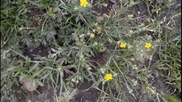 ? ЛЕЧЕБНЫЕ СВОЙСТВА ЛАПЧАТКИ СЕРЕБРИСТОЙ . ?